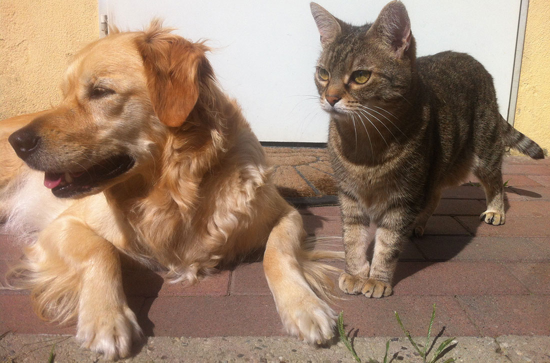 Royal Canin Proprio per il tuo cane