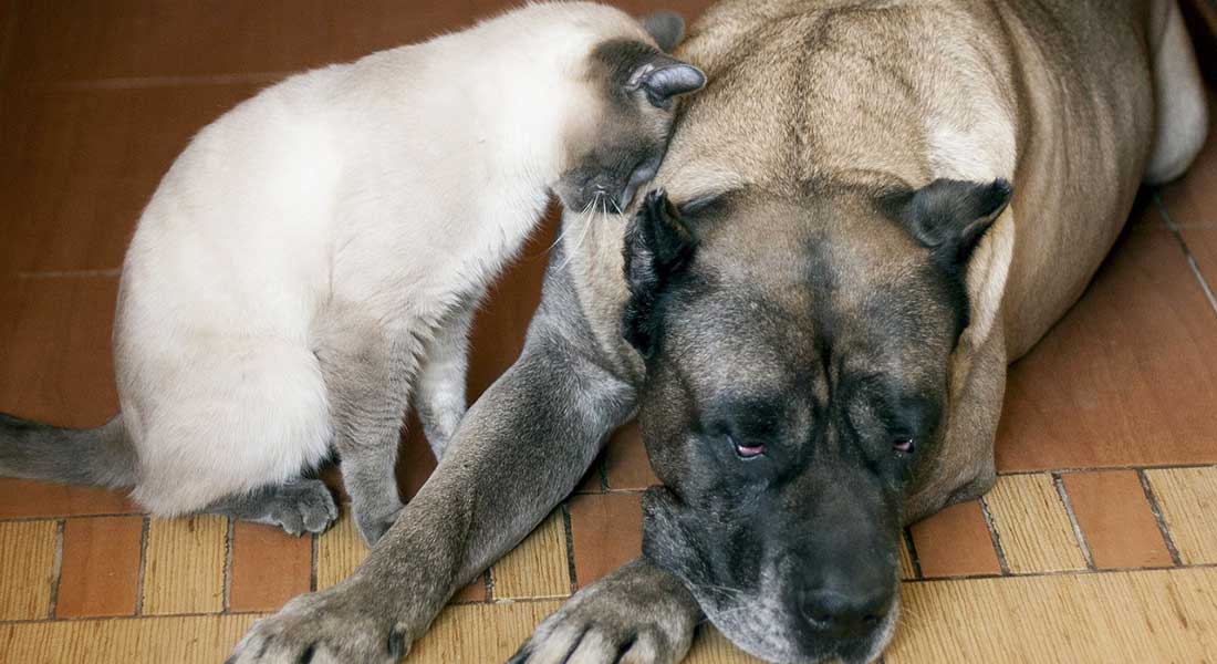 Cani e gatti: il 50% sono in sovrappeso