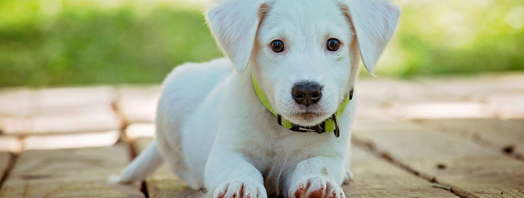 Prime vaccinazioni nel cucciolo