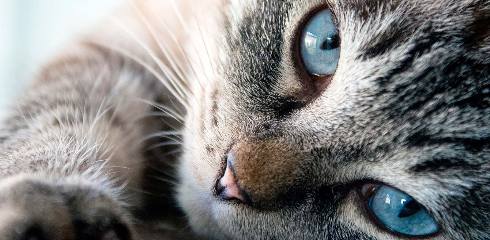 Le vaccinazioni del gatto